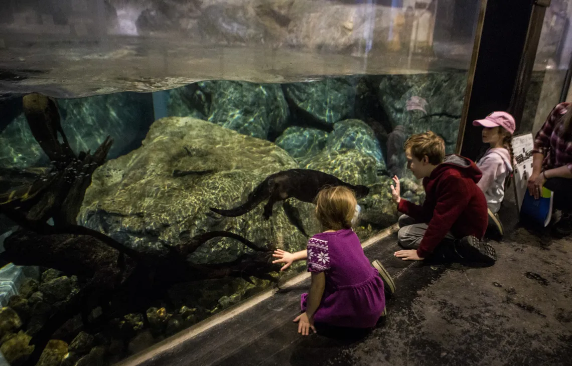 Children sit on a floor in front of a water-filled tank, watching an otter swim.