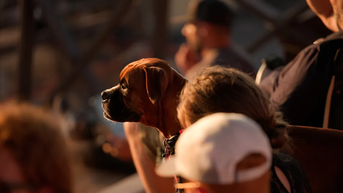 A brown dog lit by sunlight intently watches a baseball game.