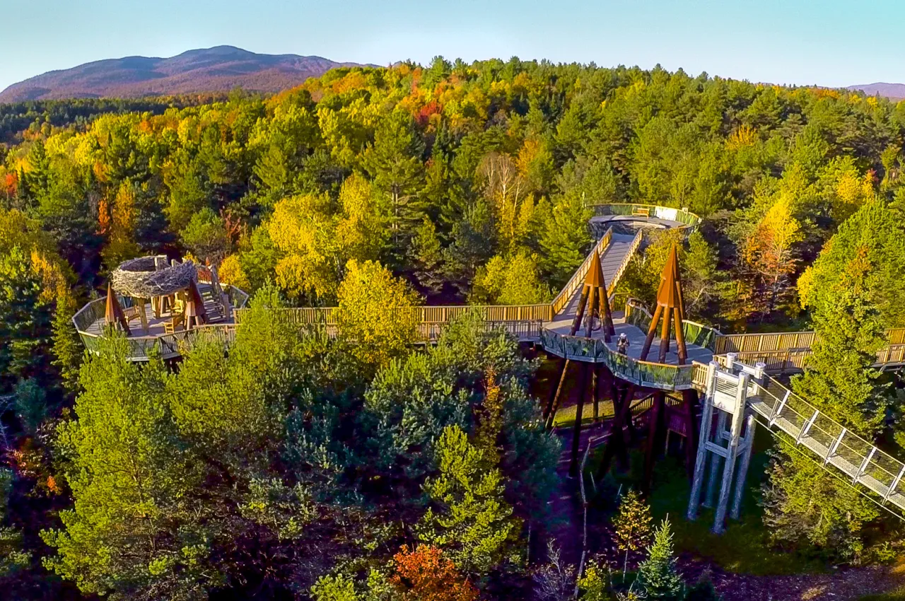 The Wild Walk from above during fall.