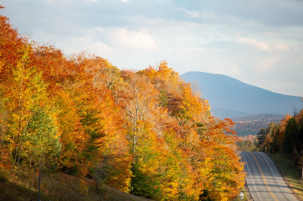 Peak foliage lined road