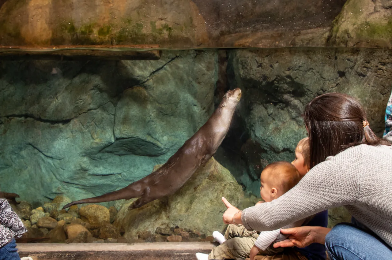 A woman with two children watches the otter swim at The Wild Center.