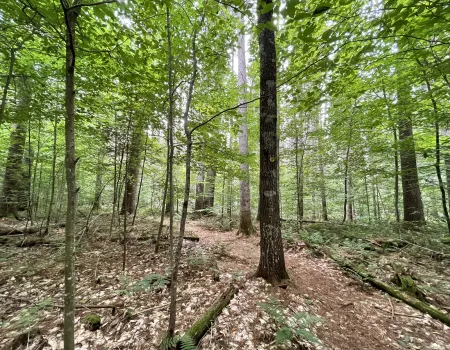 A stand of tall trees.