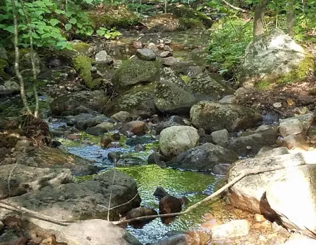 Fish Pond Truck Trail is a pond wonderland.