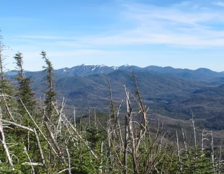 Trees tell of tough weather at the summit.