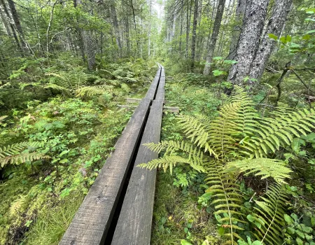 A long&#44; two-plank boardwalk runs through a patch of ferns in the forest