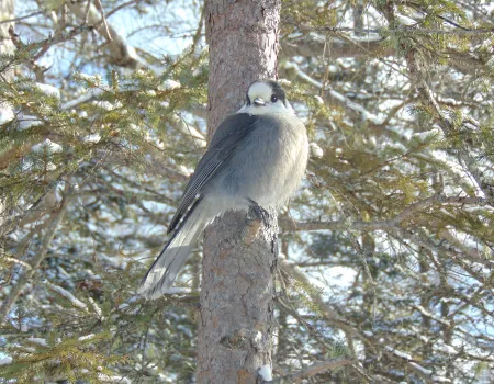 A bird on a branch