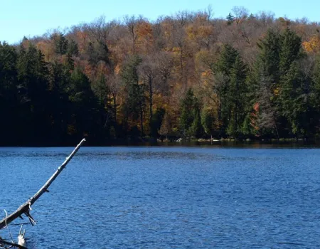 A pond with trees without their leaves surrounding.