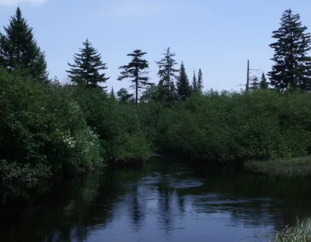 A river tightly surrounding by trees and shrubs