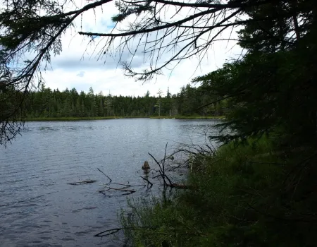 A dark view of a small pond