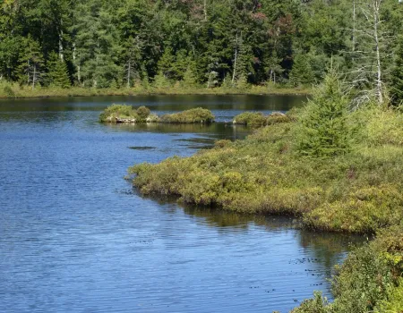 A pond with a shrubby shoreline