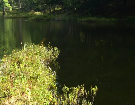 A pond with some shrubs on the water's edge