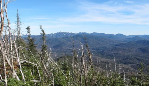 Trees tell of tough weather at the summit.