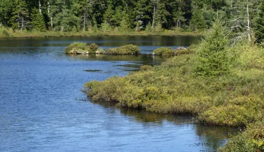 A pond with a shrubby shoreline