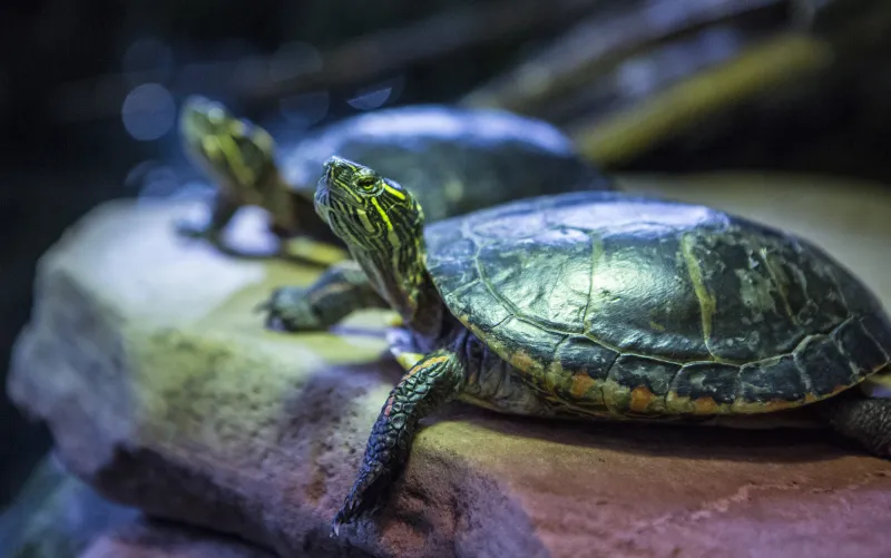 Two painted turtles rest under the warmth of a heat lamp on a rock.