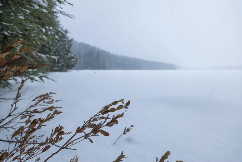 A frozen pond lined with trees and wetland plants