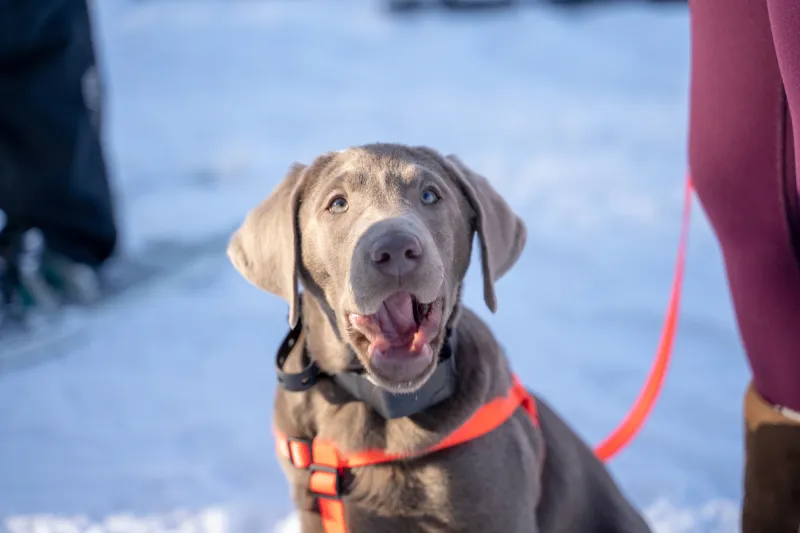 Dog at Brewski in Tupper Lake