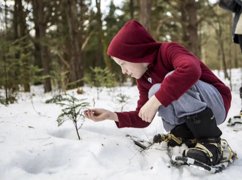 A little boy wearing snowshoes crouches in the snow, reaching out to a tiny pine tree growing up through the snow.