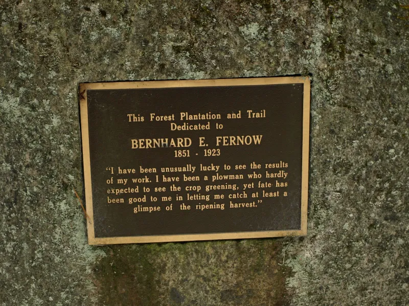 Fernow Forest