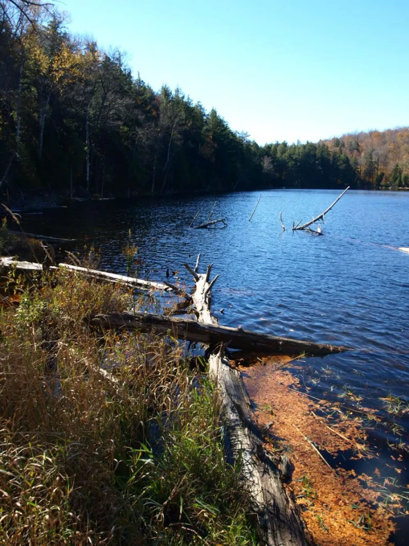 Panther Pond