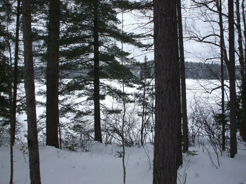 A view through the trees.