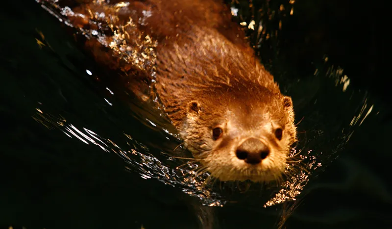 Otter swims in The Wild Center's Otter Tank (Wild Center photo - used with permission)