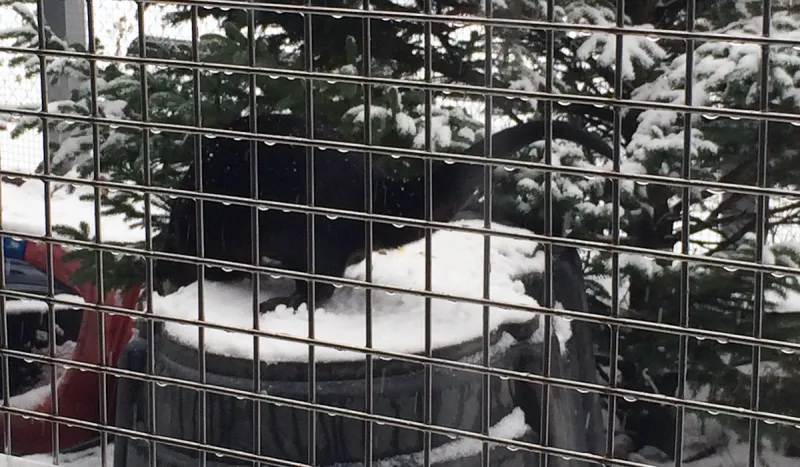 The otter's outdoor play area at The Wild Center