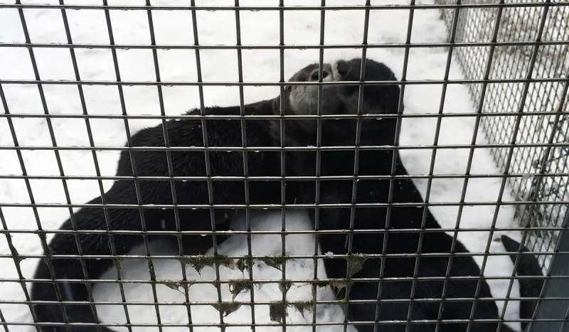 Squeaker (left) & Squirt (right) play in the snow