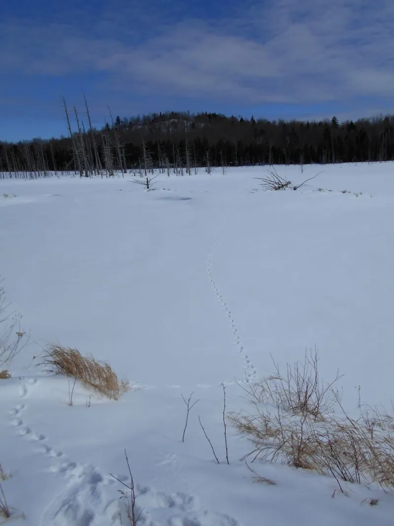 Cranberry Pond - so pretty, I decided to get a closer look!