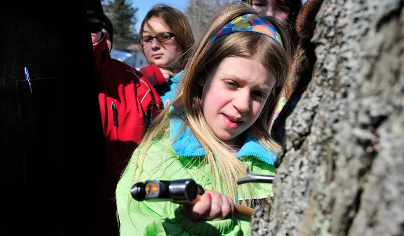 L.P. Quinn Elementary School student taps a tree in front of the school (Wild Center photo)