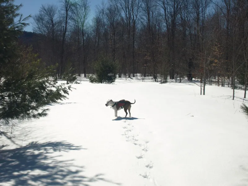 Abby along the carriage road sporting here new pack