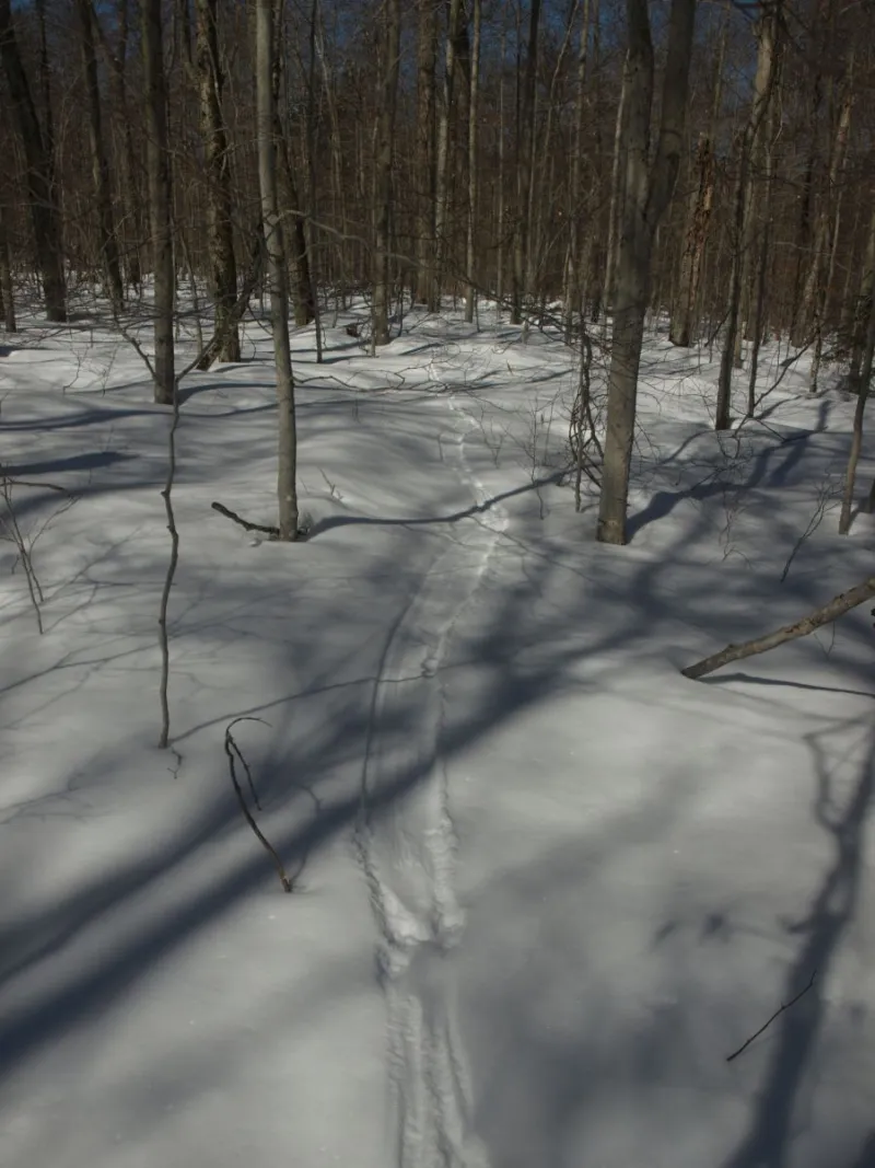 Otter trail and tracks