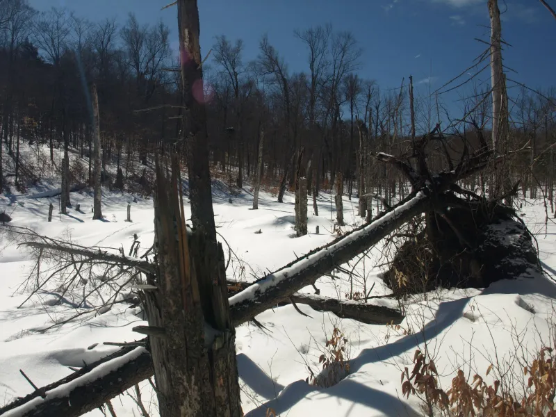 Beaver marsh, home to Ollie the Otter