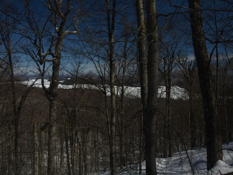 Tupper Lake through the trees