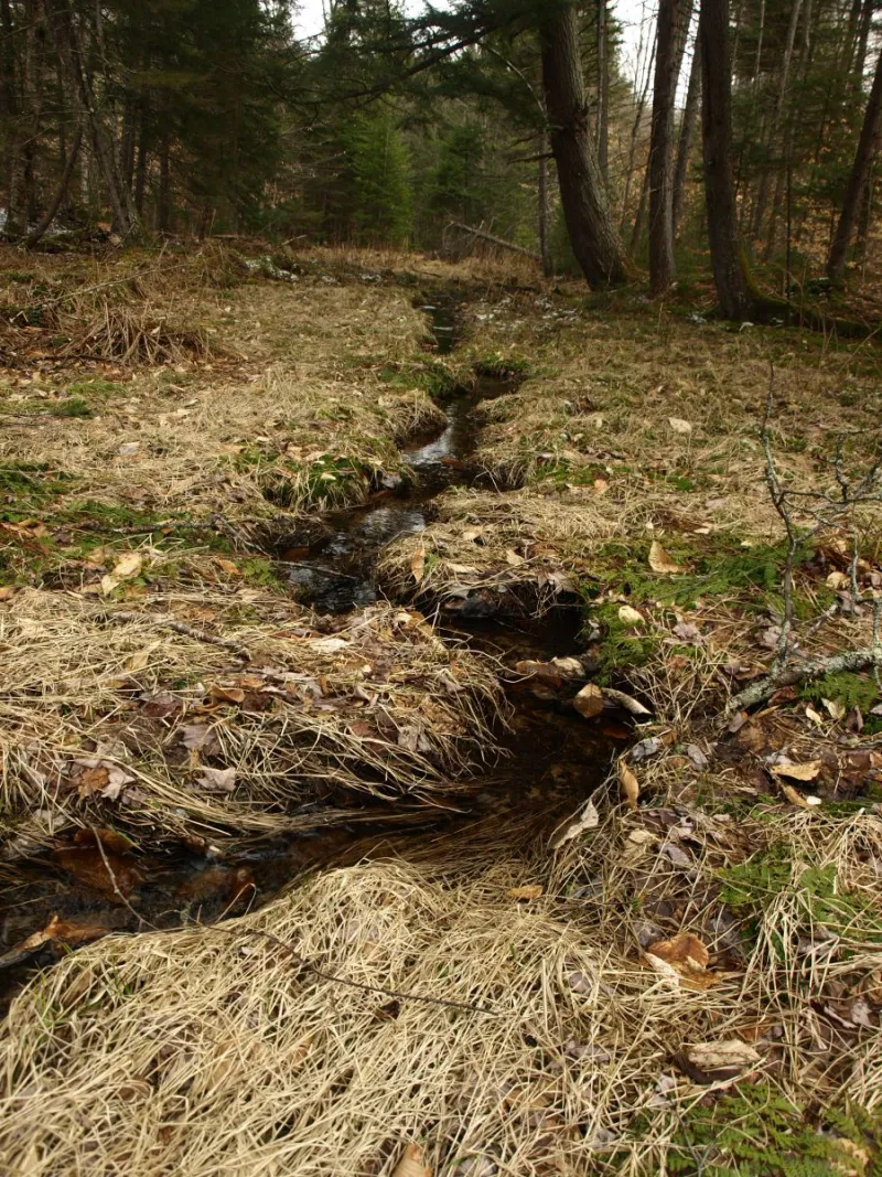 Scenic brook on the slopes of Douglas Rock