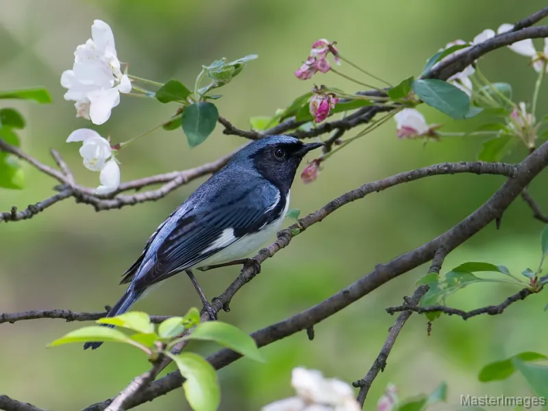 Black-throated Blue Warbler by Larry Master