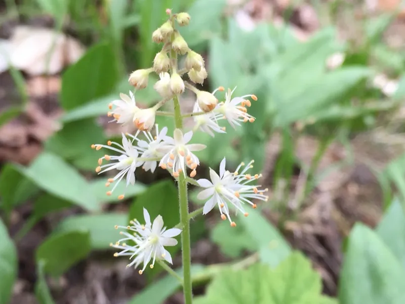 Foamflower in bloom