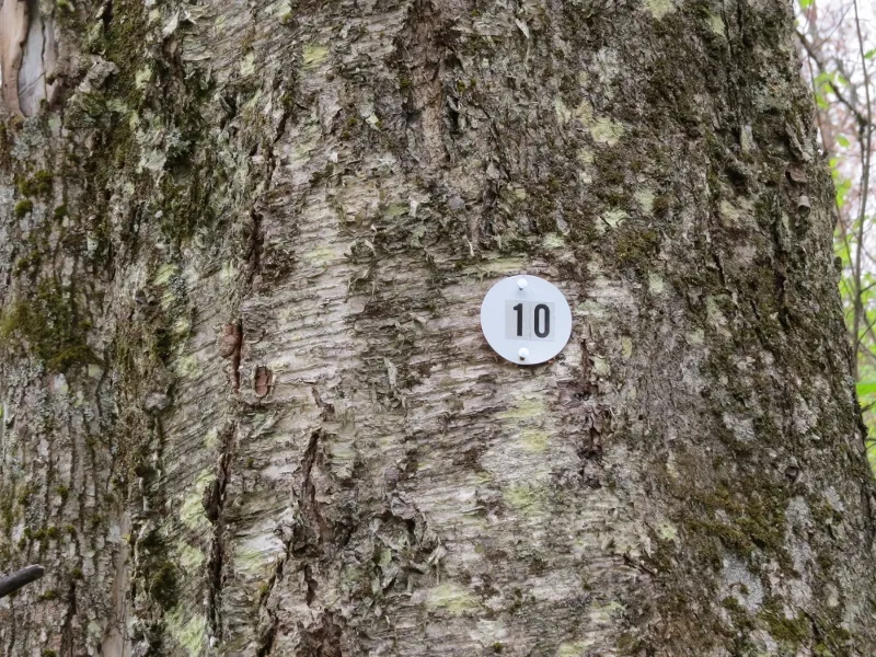 Trail Guide Marker on Mount Arab