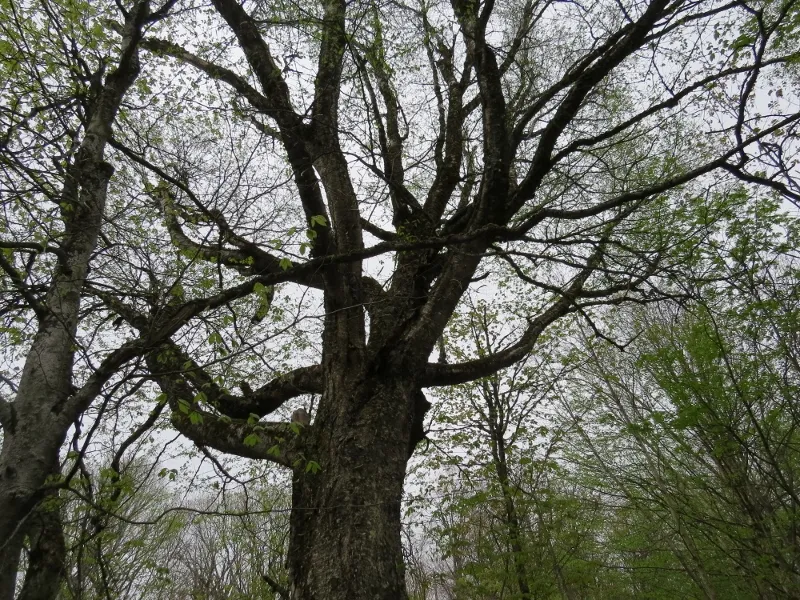 Old growth tree