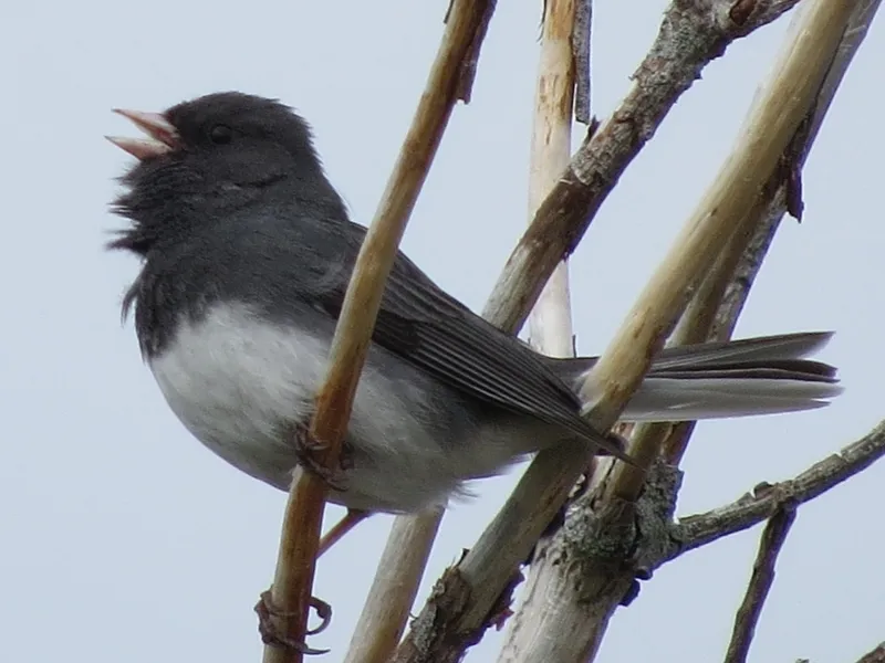 Dark-eyed Junco singing on the summit of Mount Arab