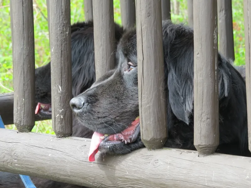 Apollo and Toby enjoy the observer's cabin porch!