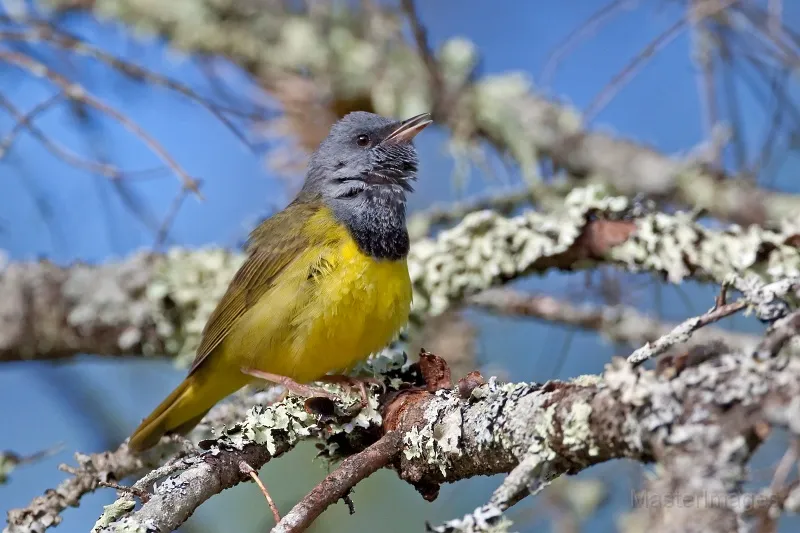 Mourning Warbler by Larry Master