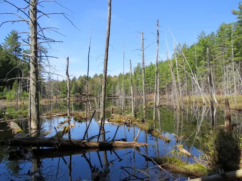 Boottree Pond along the Mountaineer Trail