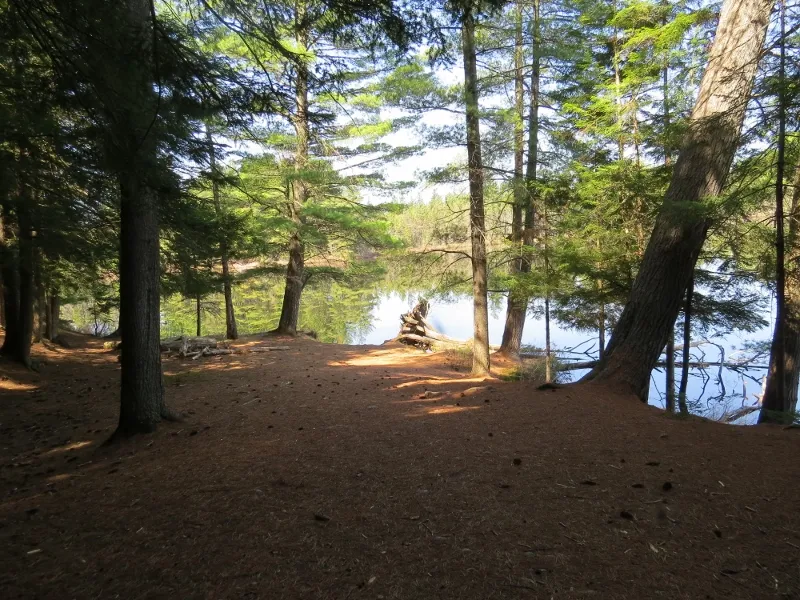 Shore of Massawepie Lake