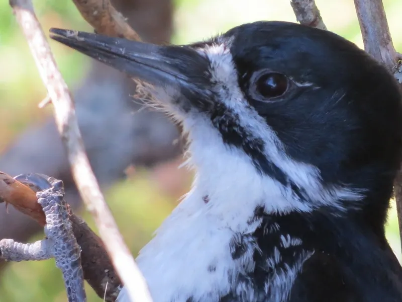 Female Black-backed Woodpecker along the Mountaineer Trail