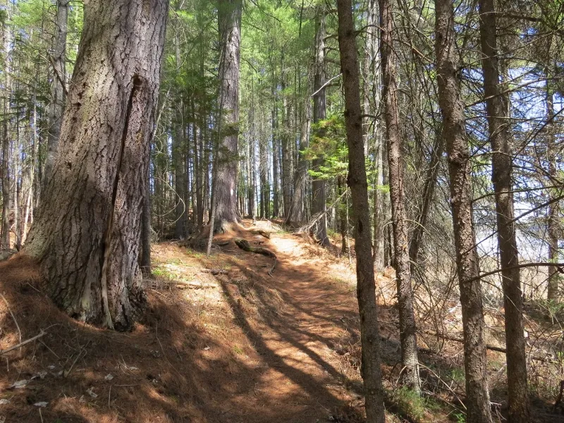 Up a hill on the Mountaineer Trail