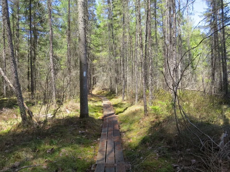 Boreal habitat along the Mountaineer Trail