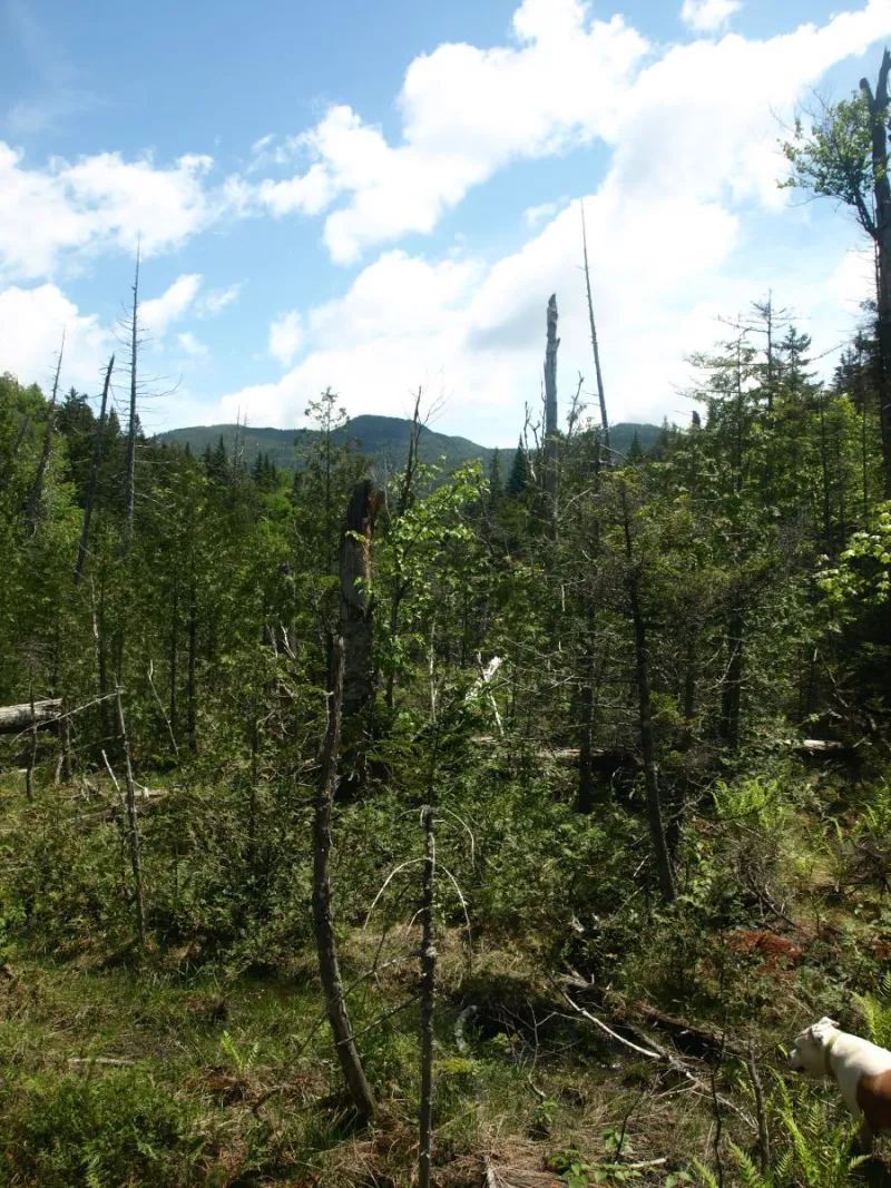 Wetland with Sawtooth #2 in the background