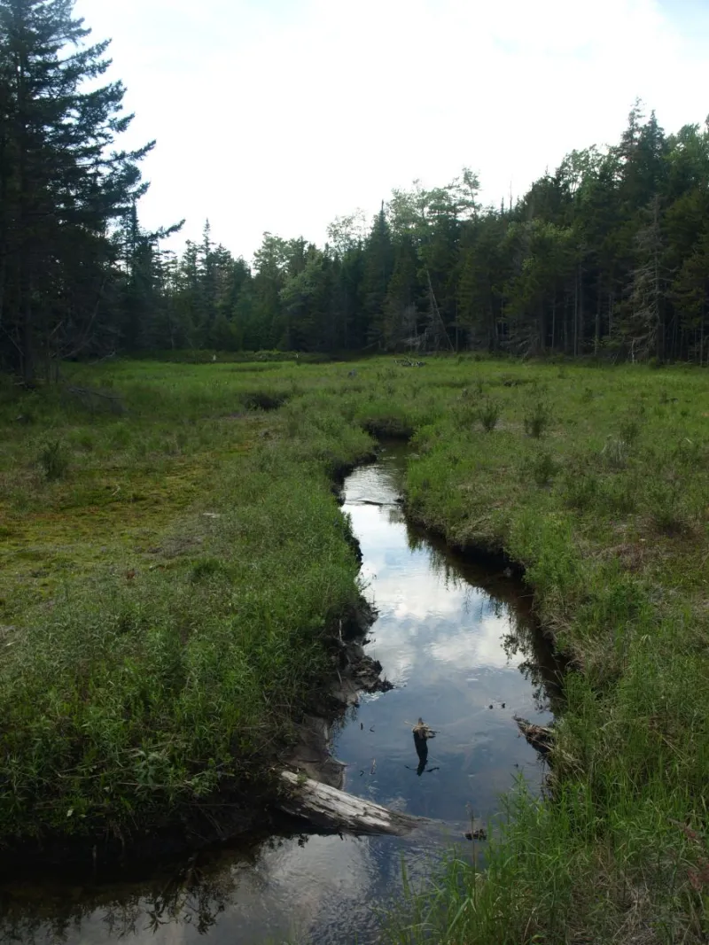 At the cranberry bog