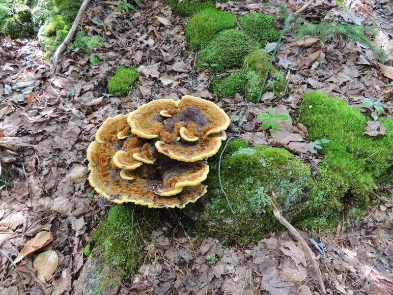 Mushrooms along the trail