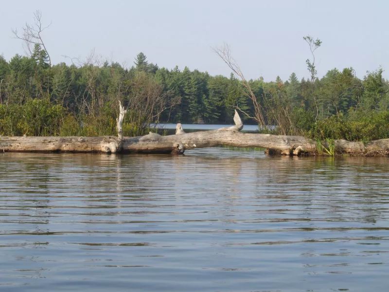 Hopped over this log, good thing the canoe is light!